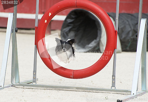 Image of jumping chihuahua