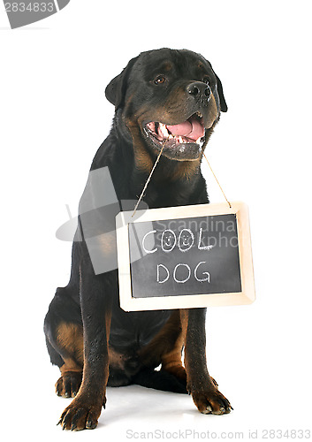 Image of rottweiler and placard