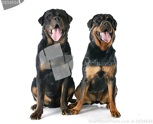 Image of rottweilers