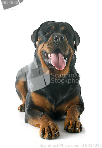 Image of rottweiler