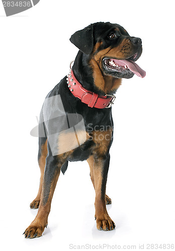 Image of rottweiler