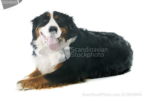 Image of bernese moutain dog