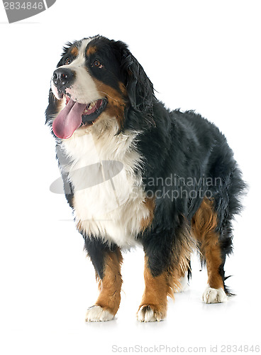 Image of bernese moutain dog