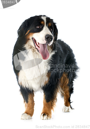 Image of bernese moutain dog