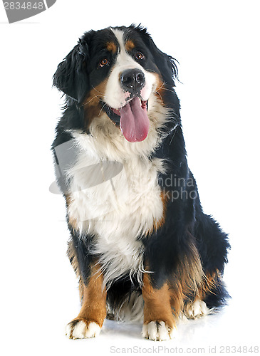 Image of bernese moutain dog