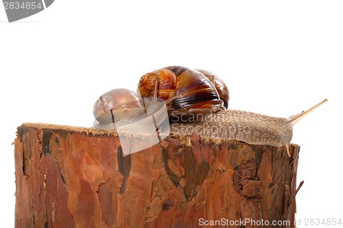 Image of Family of snails on pine tree stump