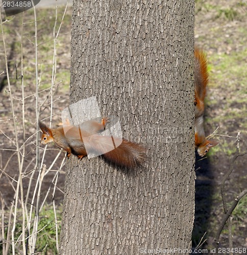 Image of Two red squirrels on tree trunk