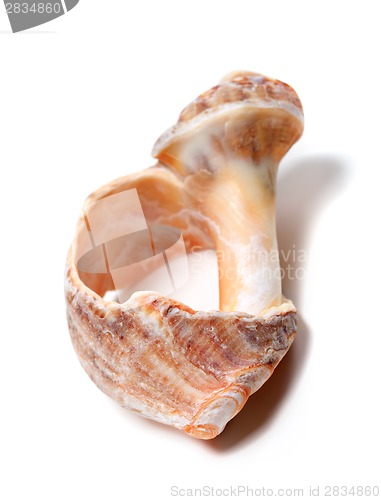 Image of Broken rapana shell isolated on white background