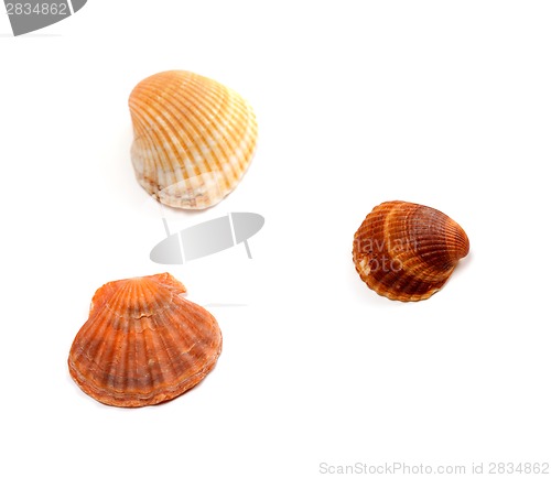 Image of Three seashells