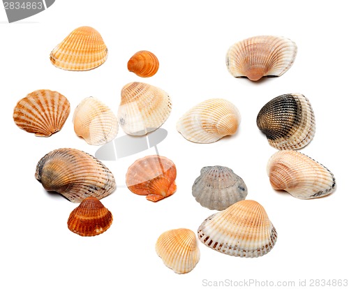 Image of Seashells isolated on white 