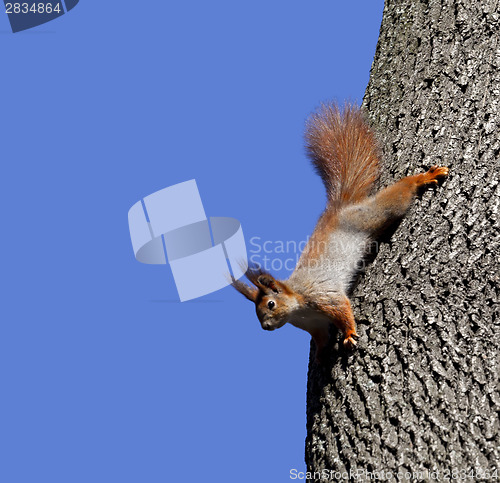 Image of Red squirrels on tree