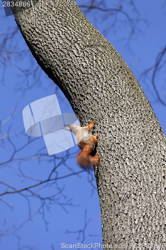 Image of Red squirrels on tree in forest