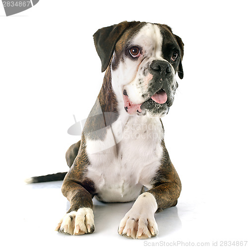 Image of female boxer