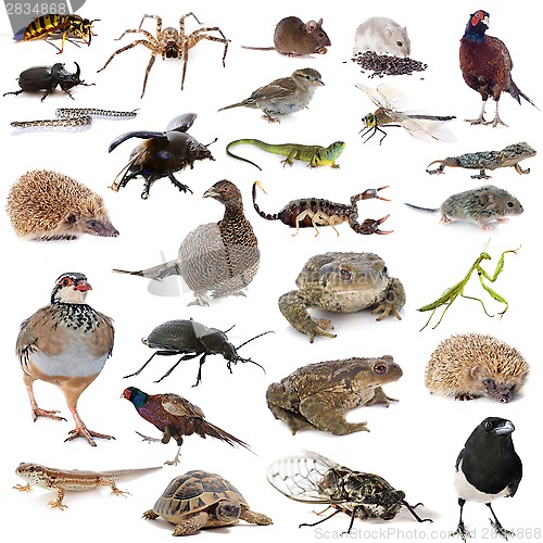 Image of european wildlife