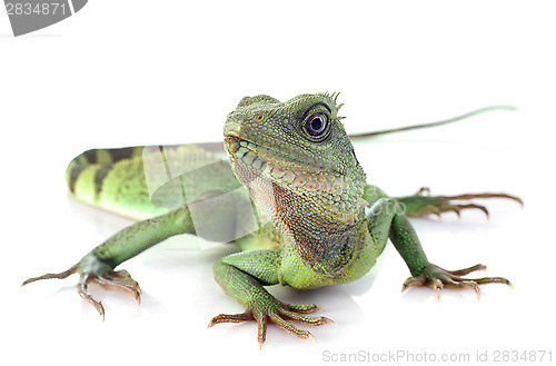 Image of Chinese water dragon