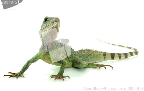 Image of Chinese water dragon