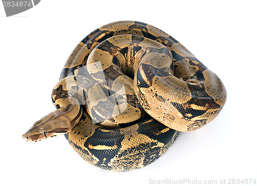 Image of Boa constrictor