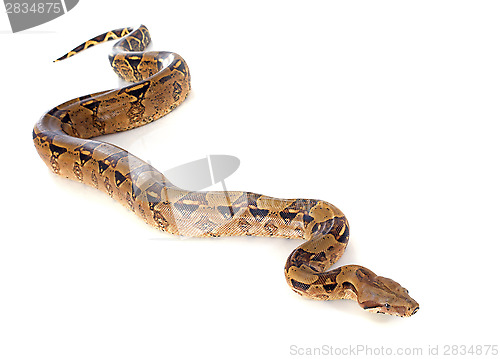 Image of Boa constrictor