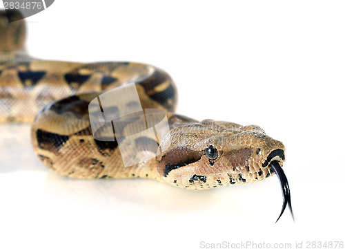 Image of Boa constrictor