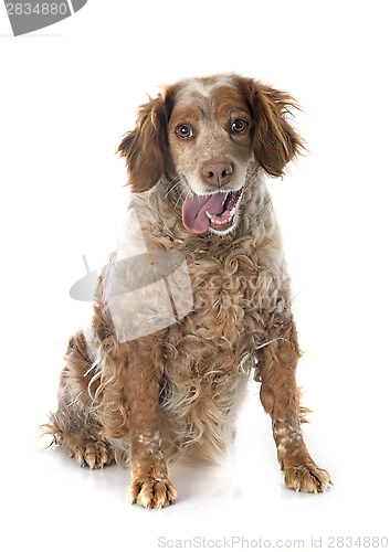 Image of brittany spaniel