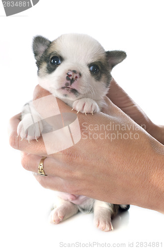 Image of puppy chihuahua