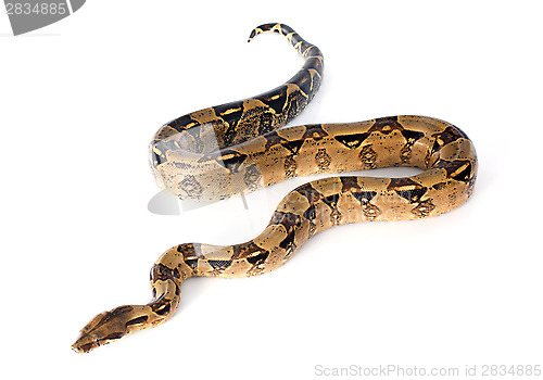 Image of Boa constrictor