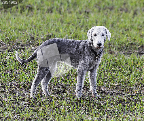 Image of Bedlington terrier standing in a field