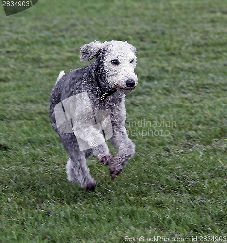 Image of bedlington terrier running