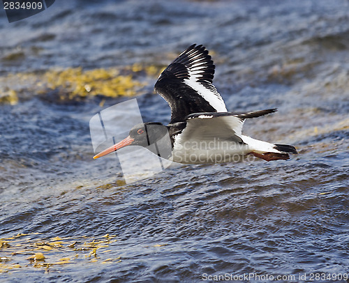 Image of Oystercatcher in flight