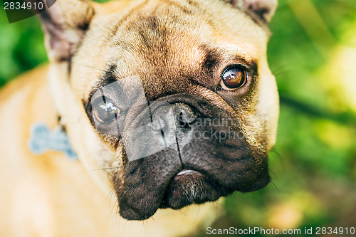 Image of Dog French Bulldog