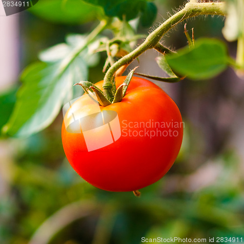 Image of Fresh Red Tomato