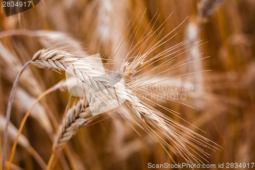 Image of Golden Barley Ears