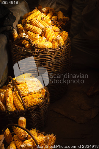 Image of Fresh Corn