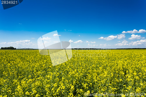 Image of Green field under blue sky