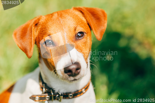 Image of Dog jack russel terrier