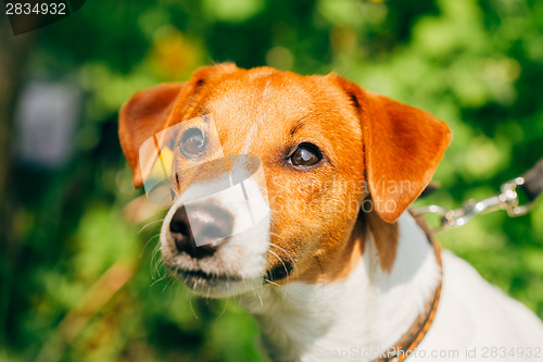 Image of Dog jack russel terrier