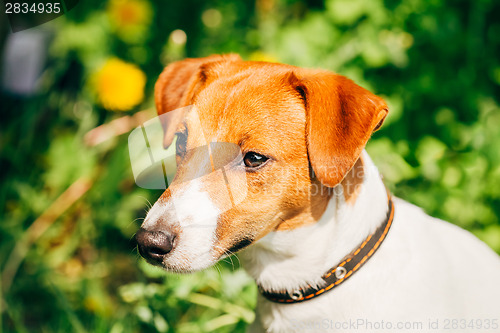 Image of Dog jack russel terrier