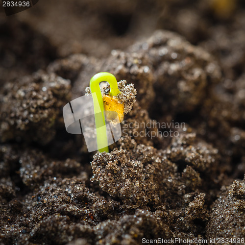Image of Green sprout growing from seed