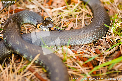 Image of Grass-snake, adder in early spring