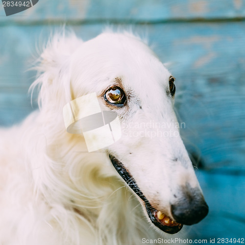 Image of Dog Russian Borzoi Wolfhound