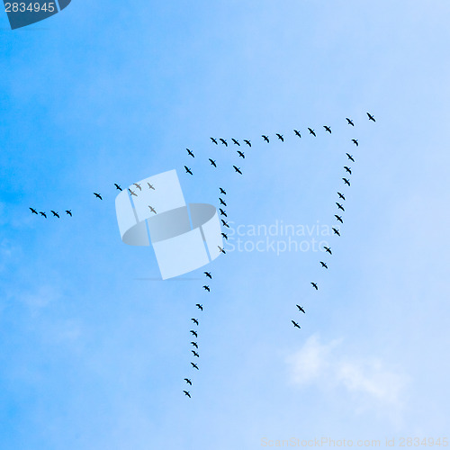 Image of Flock of Geese