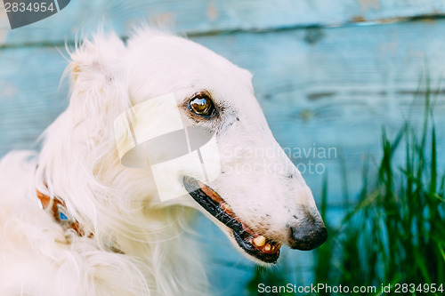 Image of Dog Russian Borzoi Wolfhound