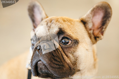 Image of Dog French Bulldog