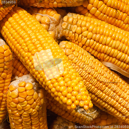 Image of Fresh Corn