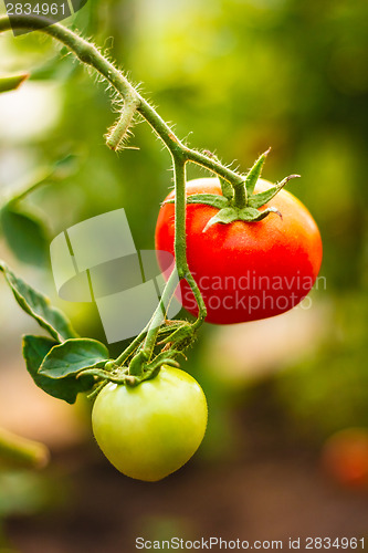 Image of Fresh Red And Green Tomatoes