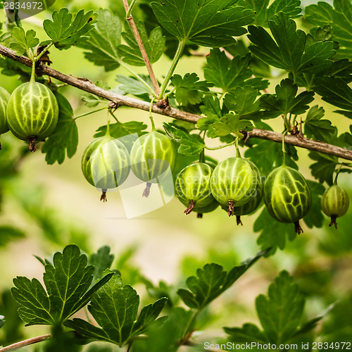 Image of Gooseberries On A Bush In The Garden 