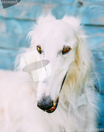 Image of Dog Russian Borzoi Wolfhound