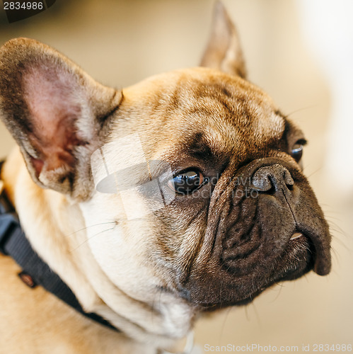 Image of Dog French Bulldog