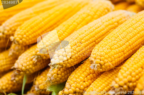 Image of Fresh Yellow Corn Pile