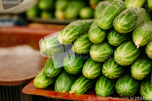 Image of Cucumber. Cucumbers. Growing Organic Cucumbers